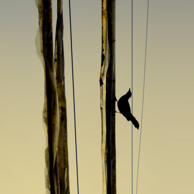 Steve Rosebleue - The Bird